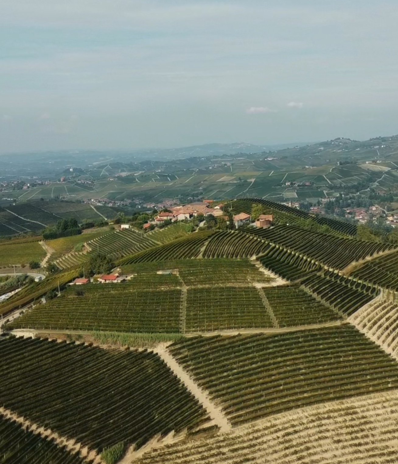 ettore germano vigneti nelle langhe con filari ordinati sulle colline, panorama vitivinicolo del piemonte visto dall’alto
